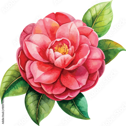 Red Camellia Flower Botanical Vector Watercolor Illustration
