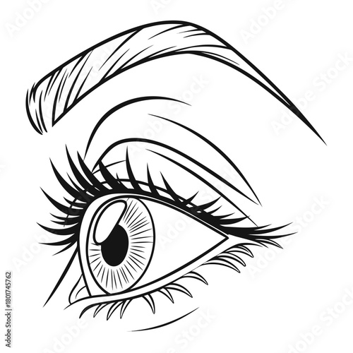 Detailed eye with eyebrow and lashes