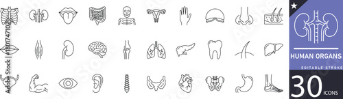 Minimal Human Organs line icons featuring heart, lungs, brain, liver, kidney, stomach, and other anatomy elements. Perfect for medical projects, healthcare branding, anatomy education