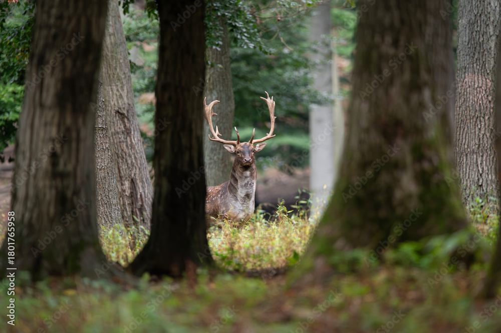 Obraz premium Dama dama and an important period of the year, the female rut. 