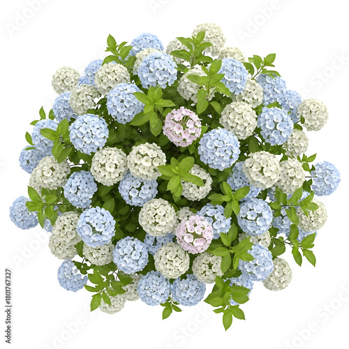 Lush hydrangea bush with pastel blue, white, and pink blossoms isolated on transparent background