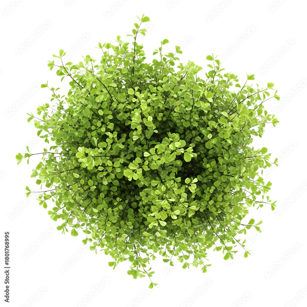 Obraz premium Lush green bush viewed from above with abundant fresh leaves isolated on transparent background