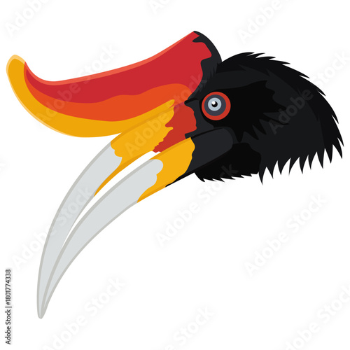 rhinoceros hornbill beak and head.