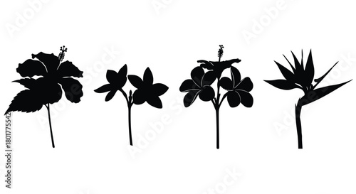Silhouette of four tropical flower