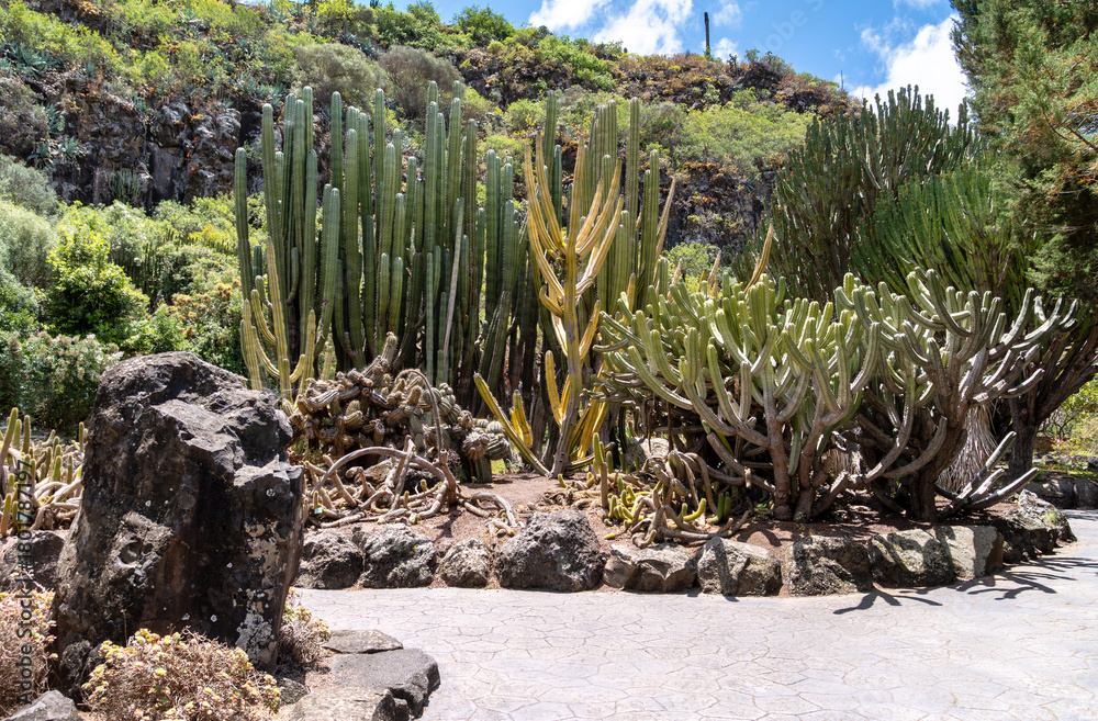 Fototapeta premium Cactus collection with volcanic rock in botanical garden, Jardín Botánico Canario, Gran Canaria. Visual material for desert gardens, climate resilience, or xeriscaping design.