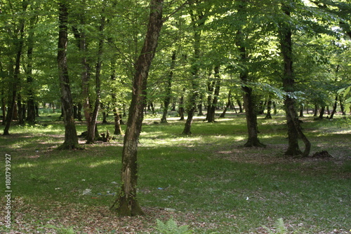 Beautiful spring landscape