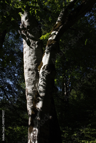 Beautiful spring landscape