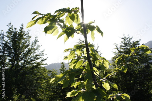 Beautiful spring landscape