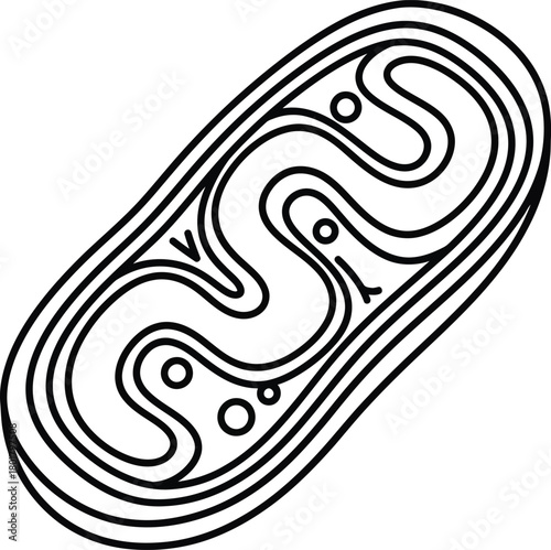 Mitochondria diagram vector illustration cell biology organelle outline eps silhouette