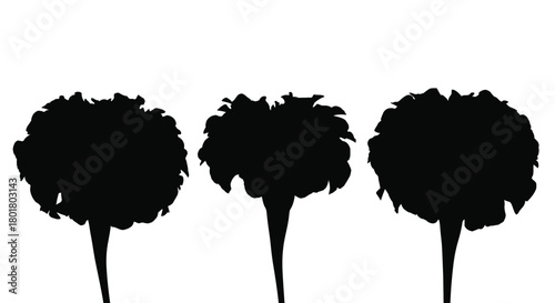 Three marigold flowers in black silhouette