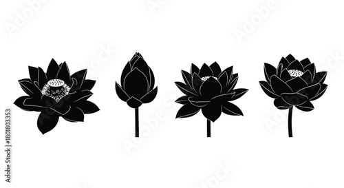 Four black lotus flowers in different stages