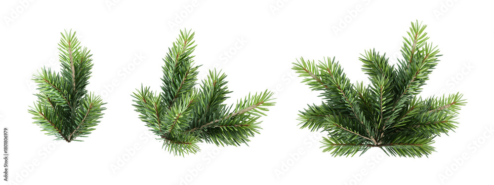 Obraz premium pine needles isolated on white background