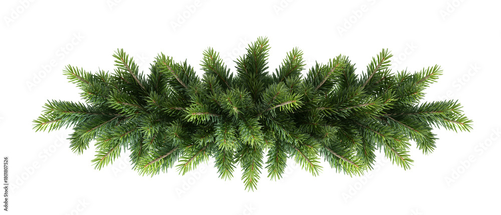 Obraz premium pine branch isolated on white background