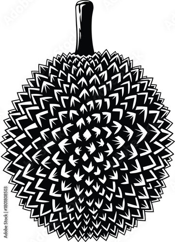 Durian fruit vector illustration exotic tropical fruit spiky shell art eps silhouette