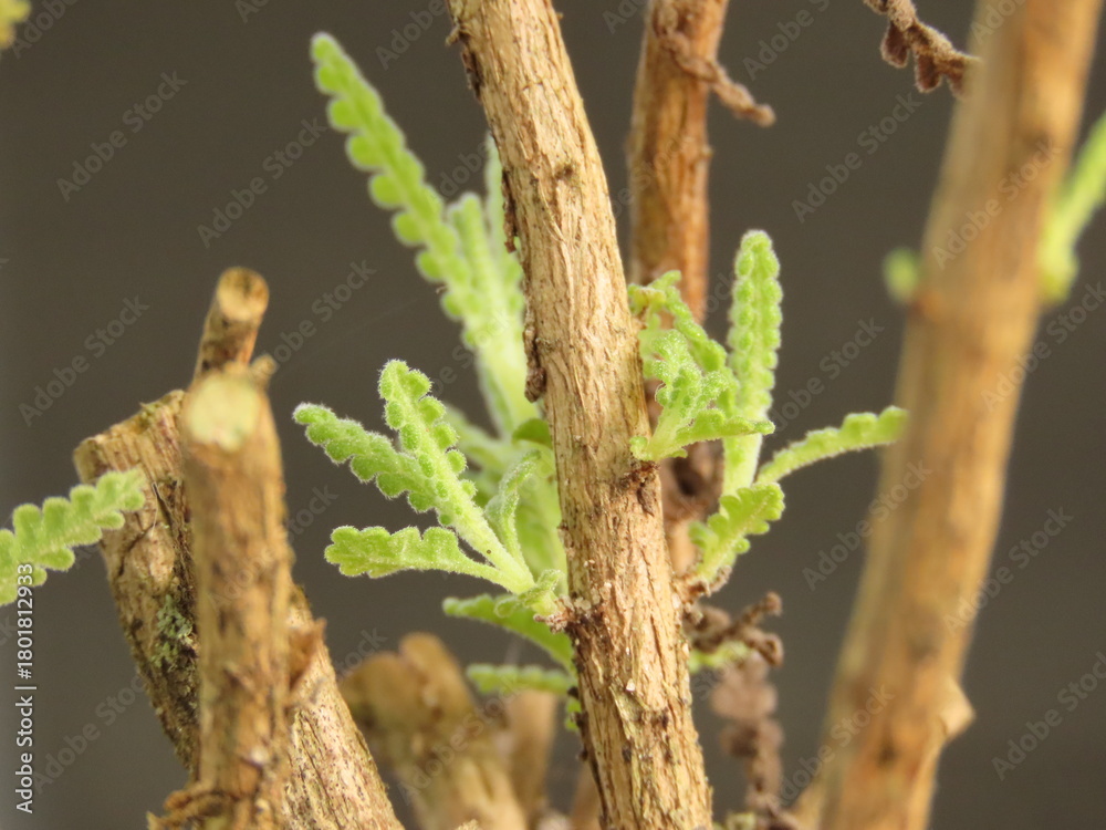 Fototapeta premium Closeup of little lavender shoots in the brown wood after pruning. Pruned lavender plant with new leaves. Shoots of lavender on the woody branches.