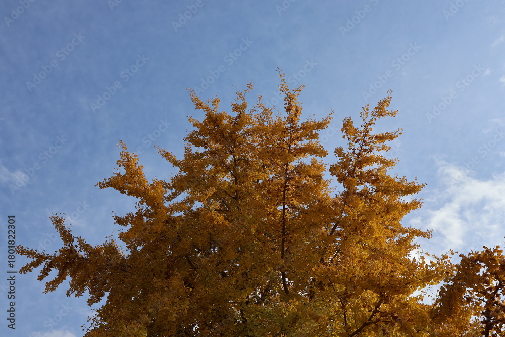 Fototapeta premium autumn leaves against blue sky