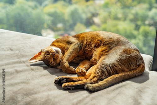 Abyssinian cat relaxing comfortably at home