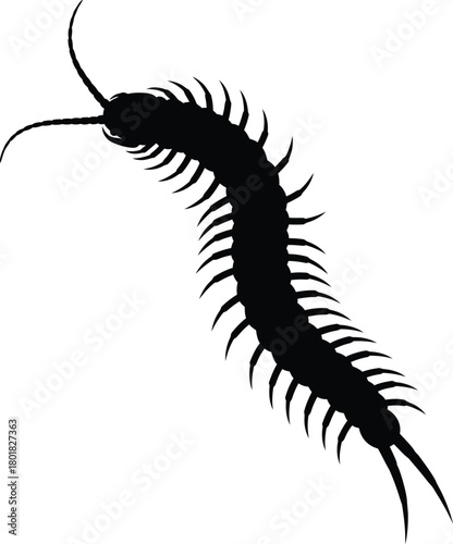 Black centipede silhouette vector illustration insect creepy crawly art eps