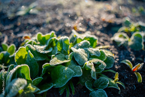 kale seedlings vegetables growing on a farm. frost and ice on the cold soil and plants on a winter's morning in tasmania