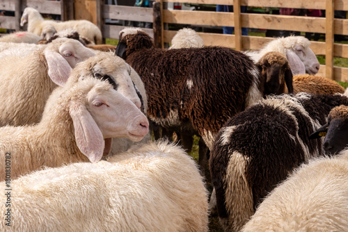 Flock of domestic sheep in a farm enclosure