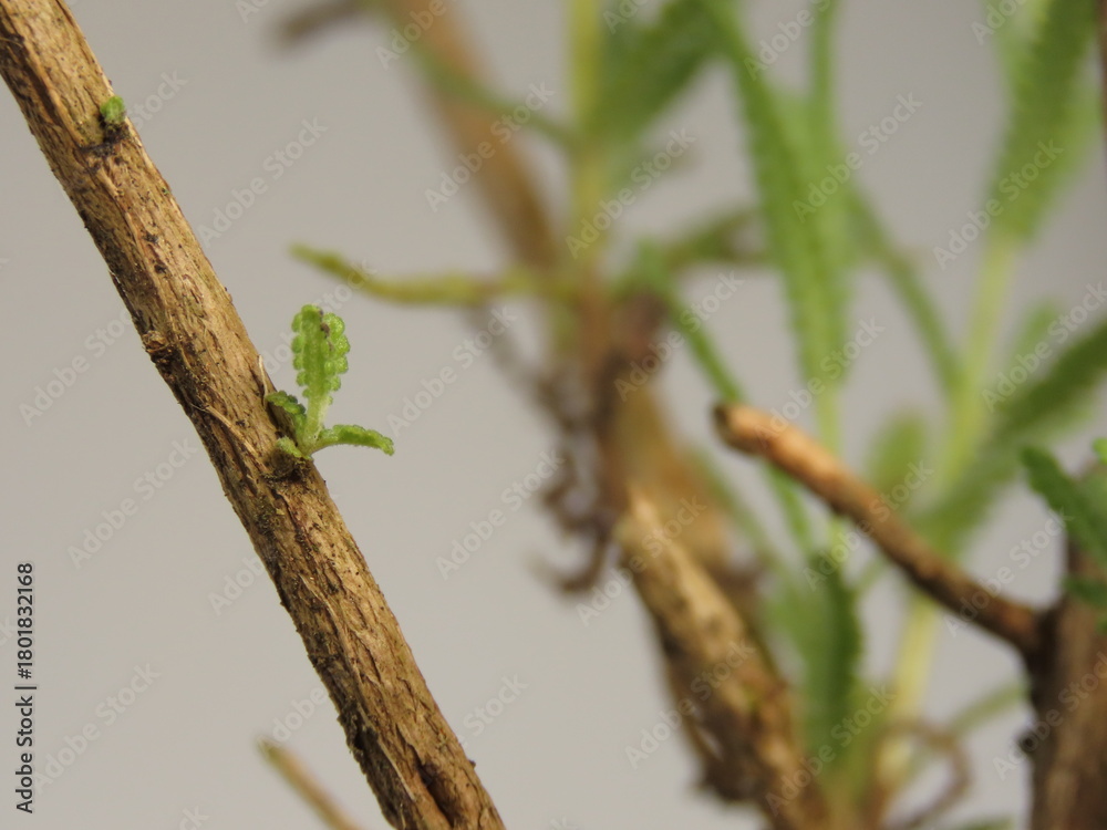Obraz premium Closeup of little lavender shoot in the brown wood after pruning. Pruned lavender plant with new leaves. Shoots of lavender on the woody branches.