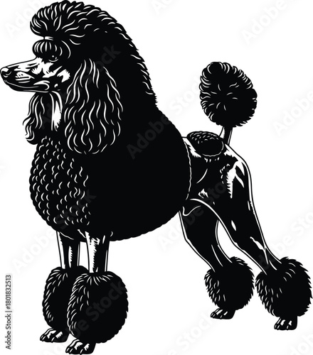 Black poodle vector illustration perfect for pet lovers and designers eps silhouette