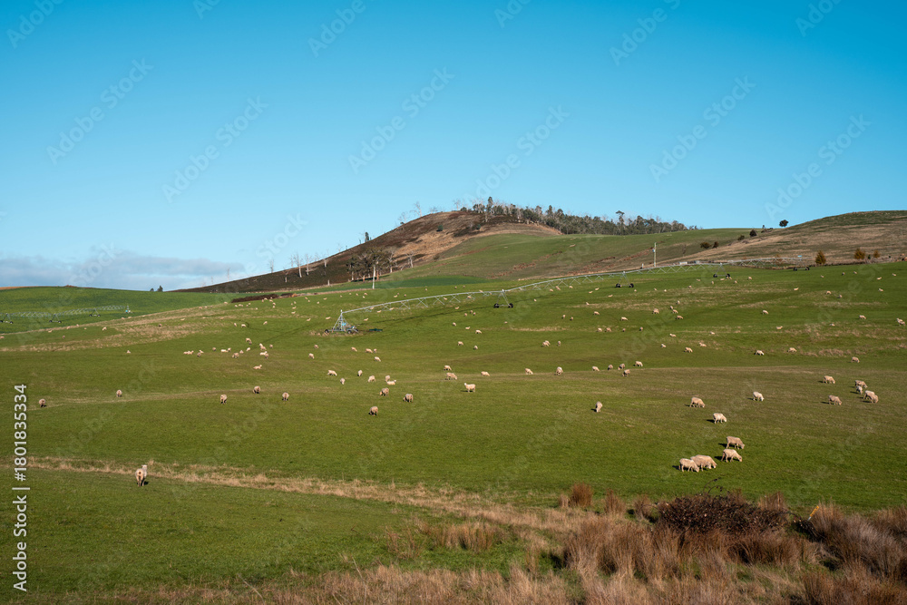 Fototapeta premium Merino sheep, grazing and eating grass under a pivot irrigation in tasmania australia in spring
