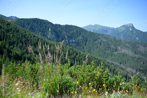 Fototapeta Naklejka Na Ścianę i Meble -  Spectacular views form the hiking trail through Boczan to Gasienicowa valley from Kuznice. Tatra National Park, Poland