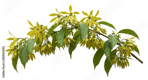 Isolated Ylang-Ylang Branch: Delicate Yellow Flowers and Lush Green Leaves on White