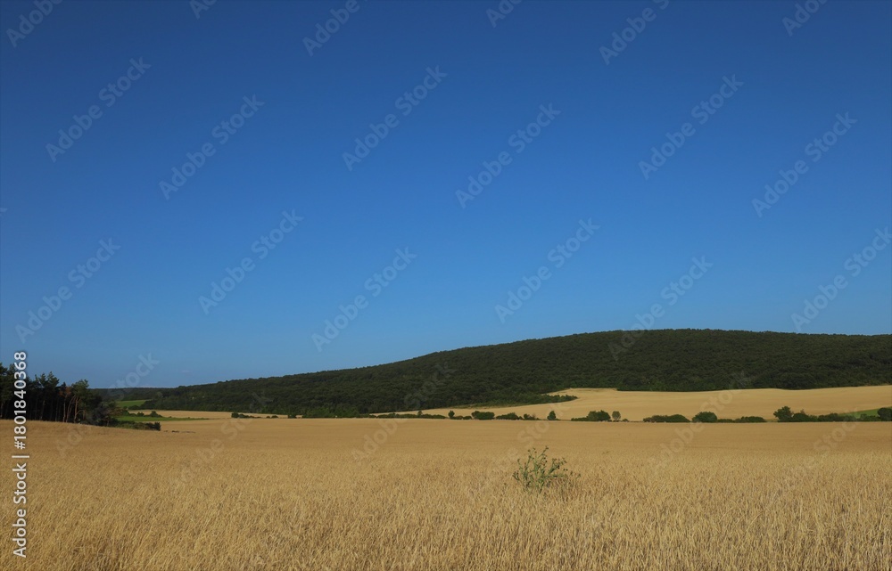 Fototapeta premium field of wheat and blue sky