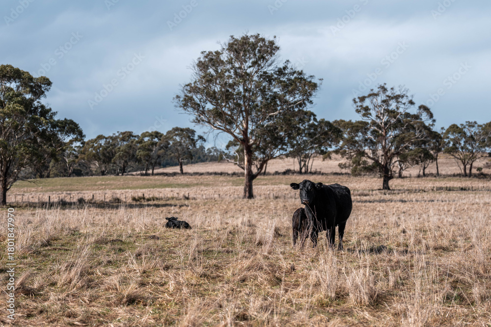 Fototapeta premium sustainable holistic livestock farm with cattle grass fed. cows in a field grazing on pasture