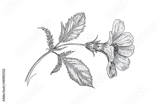 White etched flower and leaves isolated on transparent background