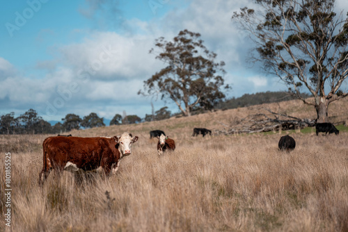 sustainable holistic livestock farm with cattle grass fed. cows in a field grazing on pasture