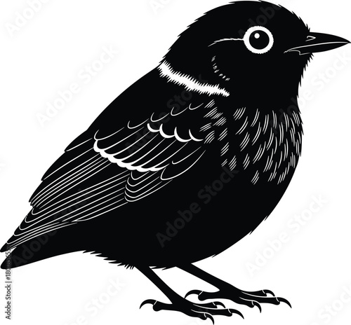 Black and white bird illustration vector image bird watching guide eps silhouette