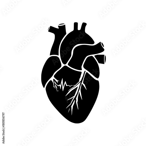 Striking anatomical heart illustration for medical studies and health awareness