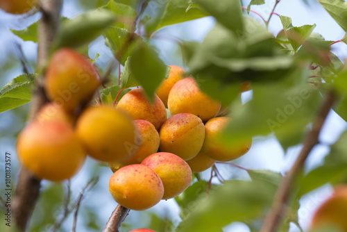 Growing apricots. Сlose-up. Tree branches with ripe apricots. 