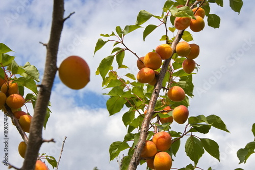 Growing apricots.  Tree branches with ripe apricots against the sky. 