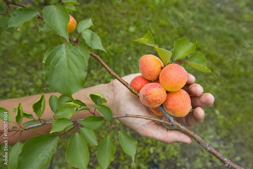 Growing apricots. Close-up. A man's hand touches ripe and juicy orange-red apricots on a tree branch.