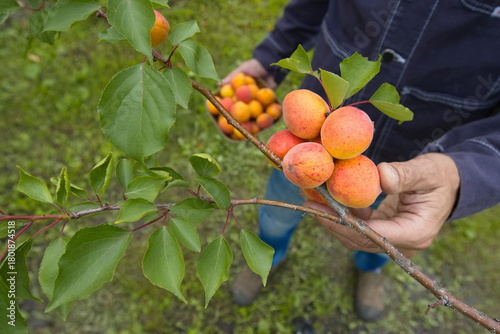 Picking apricots. Сlose-up. Apricots grow on a branch. A man's hand holds an apricot ready to pick it and place it in a bowl.