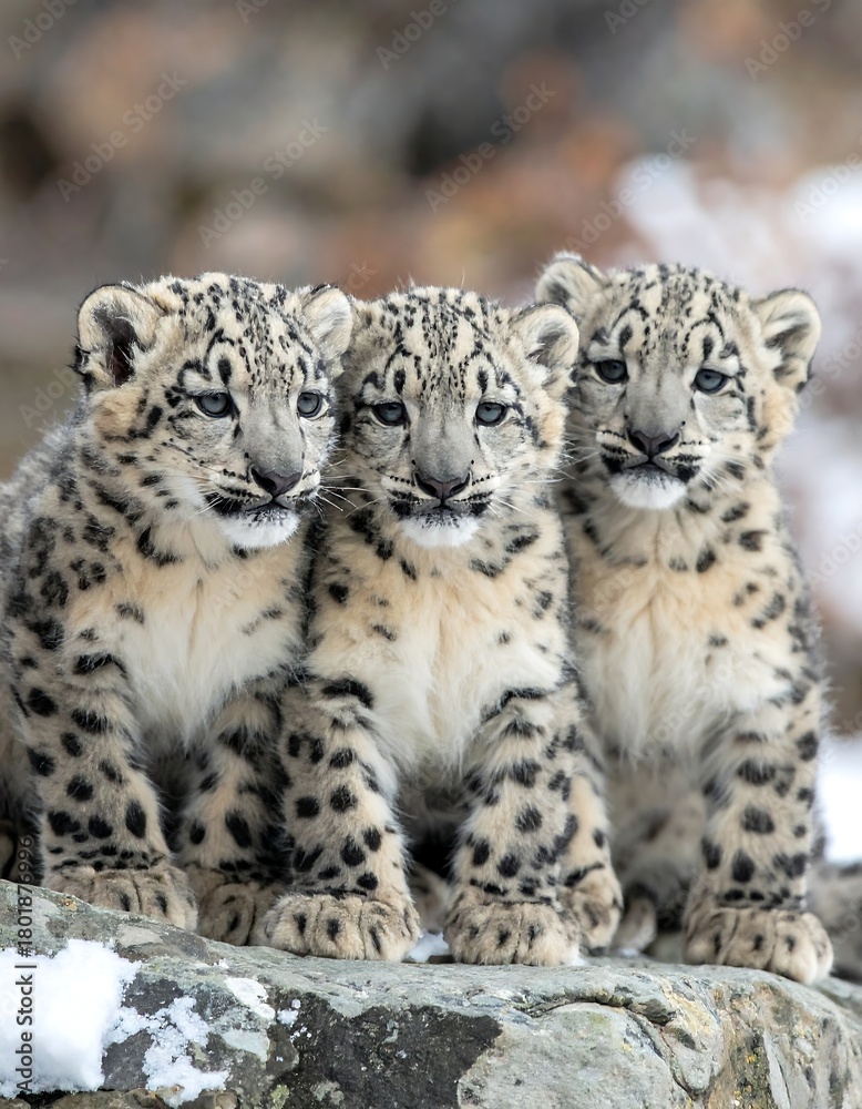 Fototapeta premium Three adorable snow leopard cubs are huddled together in the cold
