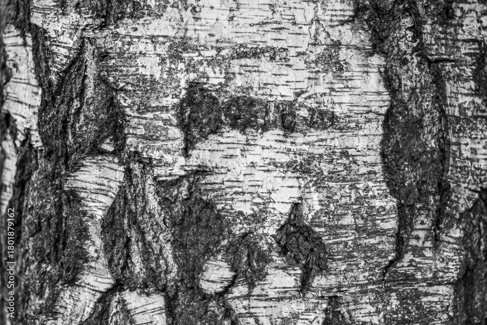 Fototapeta premium Black and white texture of white birch tree trunk as abstract background.