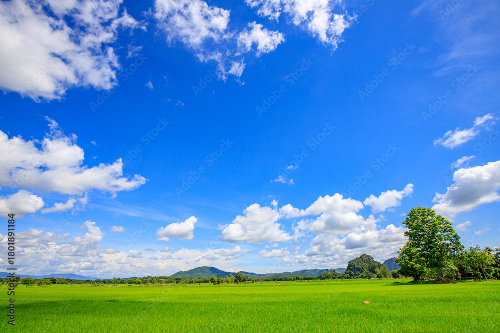 Naklejka premium Green nature, sky, beautiful clouds