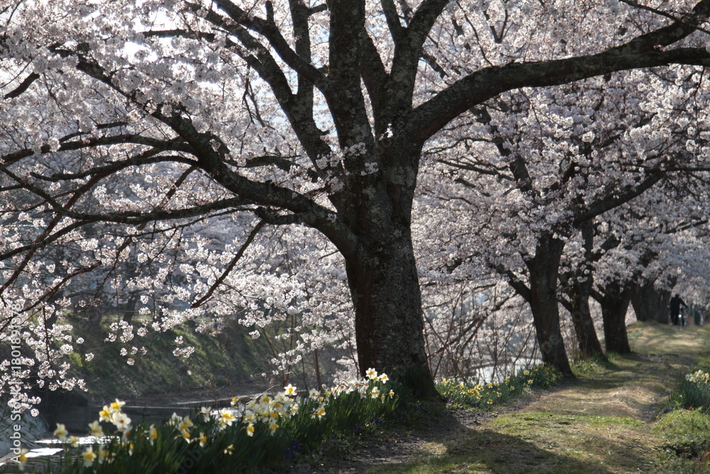 Fototapeta premium 桜のトンネルを歩く