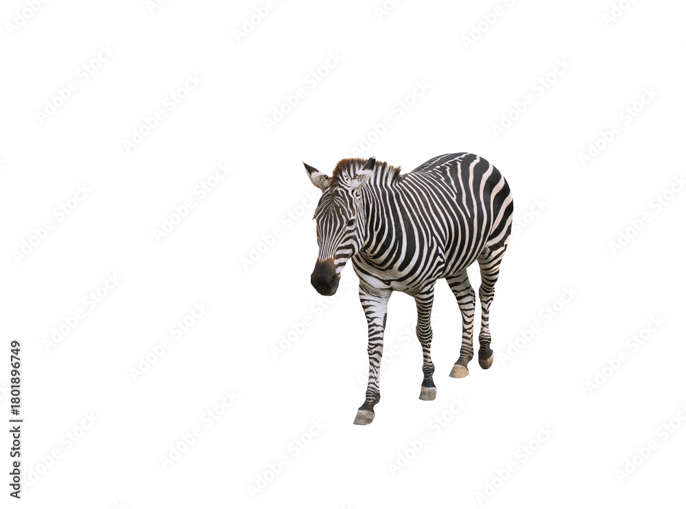 Fototapeta premium zebra isolated on white background