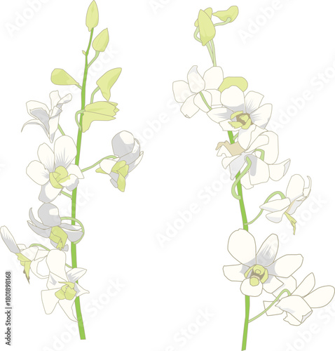 白いデンファレ