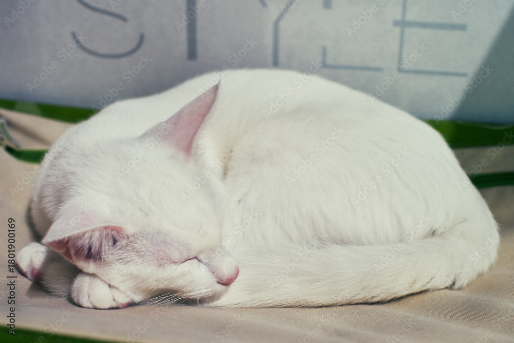 Ταπετσαρία White cat curled up and sleeping peacefully on a beige surface indoors, serene p