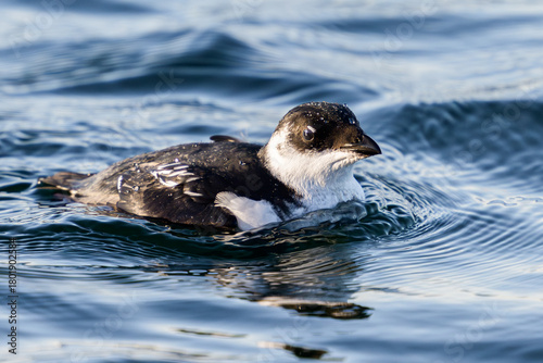 Little auk (Alle alle)