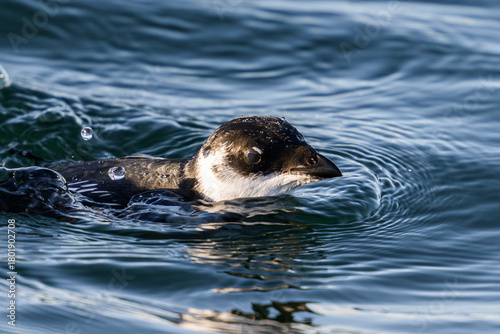 Little auk (Alle alle)