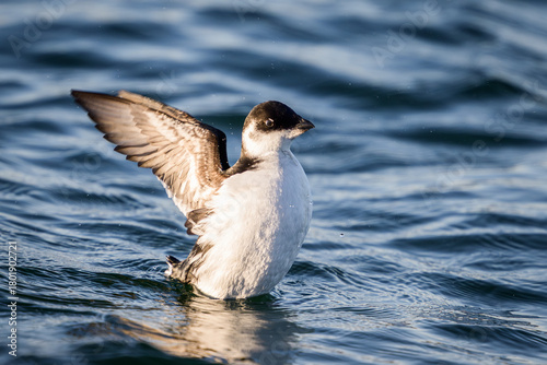 Little auk (Alle alle)