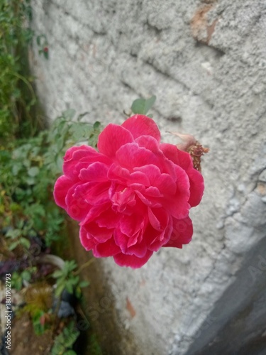 Red Rose Close Up with Soft Background – Natural Flower Macro Photography
